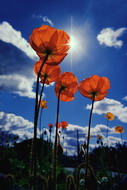 Poppies